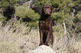 LABRADOR 610